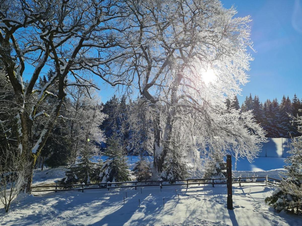 Ferienwohnung Im Wald, Fuer Naturfreunde Clausthal-Zellerfeld Exterior photo